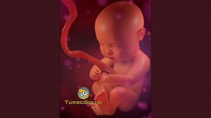مدل سه بعدی جنین انسان Human Fetus