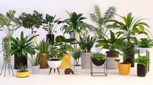 مجموعه مدل سه بعدی گیاهان Plants 3D Model Pack
