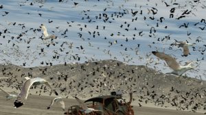 مجموعه مدل سه بعدی پرندگان The Flock Gulls and Crows
