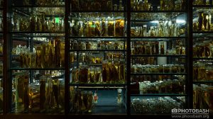 مجموعه تصاویر شیشه محتوی موجودات Jarred Specimens