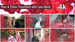 مجموعه فوتیج ترانزیشن با گلبرگ رز Rose and Petals Transition