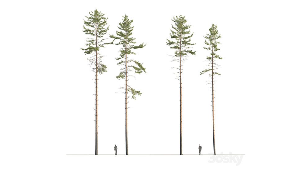 مجموعه مدل سه بعدی درخت کاج Common Pine