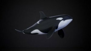مدل سه بعدی نهنگ Orca