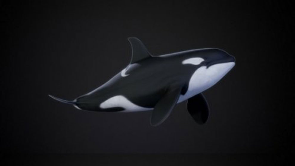 مدل سه بعدی نهنگ Orca