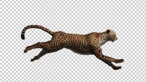 فوتیج دویدن چیتا Cheetah Run