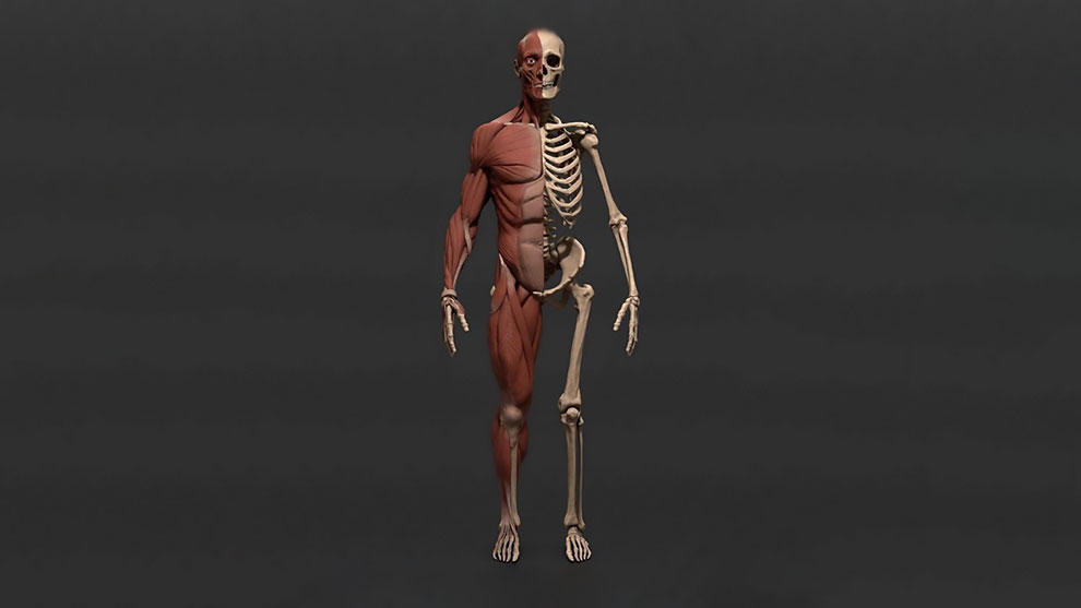 مدل سه بعدی آناتومی اسکلت و ماهیچه بدن مرد Male Body Skeleton and Viscera