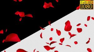 فوتیج ریزش گلبرگ Falling Rose Petals