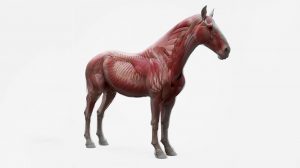 مدل سه بعدی اسب Horse Ecorche