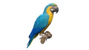 مدل سه بعدی طوطی آبی و طلایی Blue and Gold Macaw Parrot