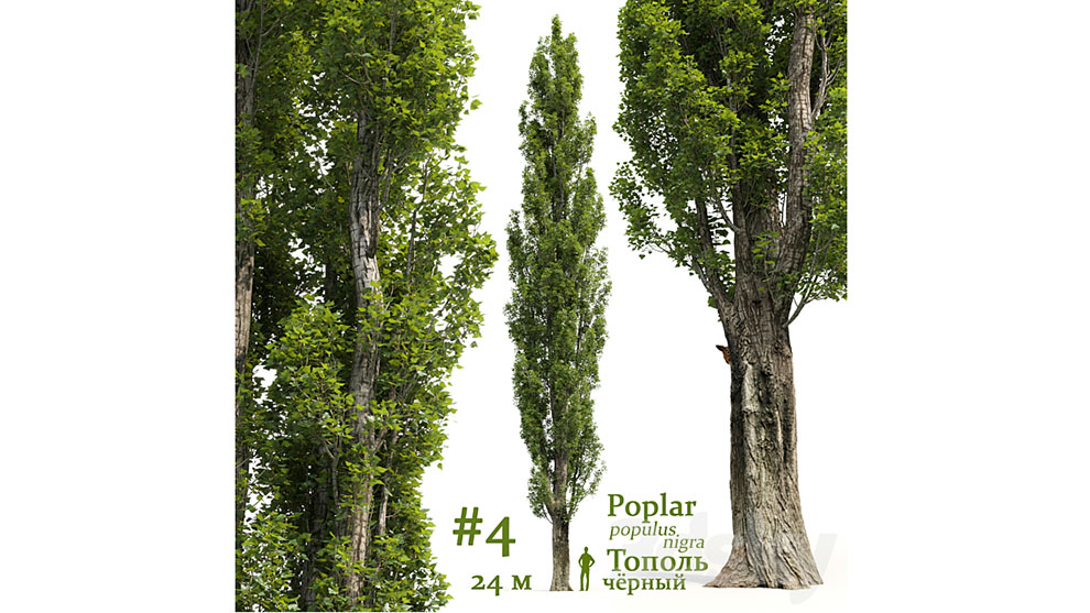 مدل سه بعدی درخت صنوبر Poplar Poplus 4