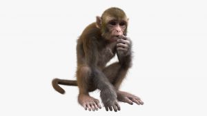 مدل سه بعدی ریگ شده میمون Monkey Fur Rigged