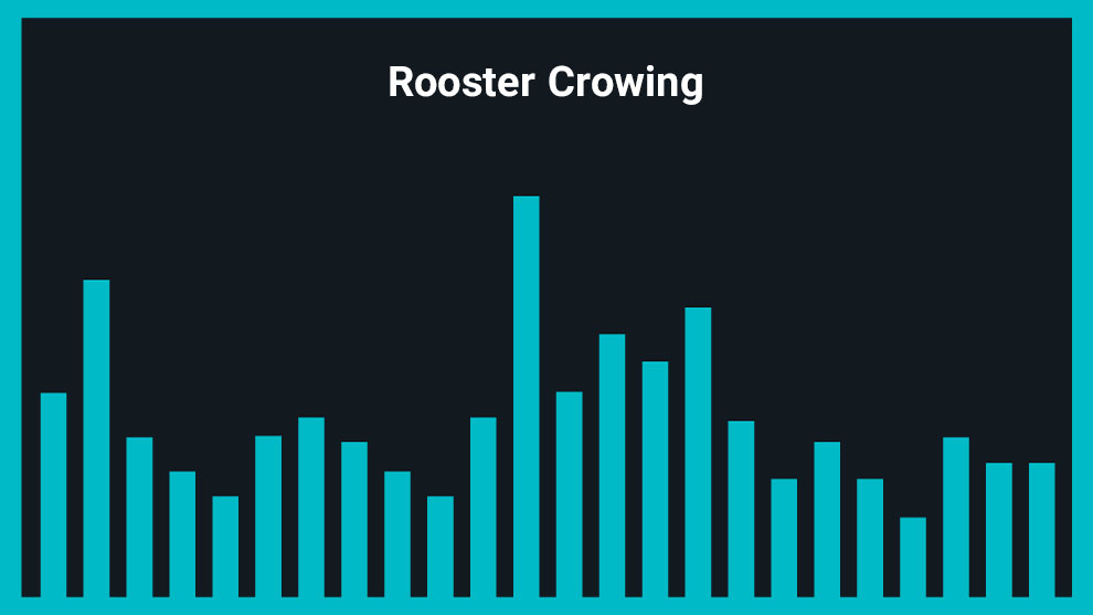 افکت صوتی صدای خروس Rooster Crowing