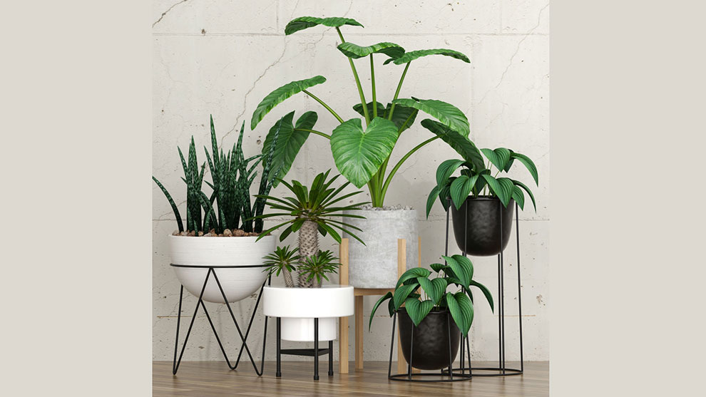 مجموعه مدل سه بعدی گیاهان Plant 27