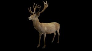 مدل سه بعدی گوزن Deer