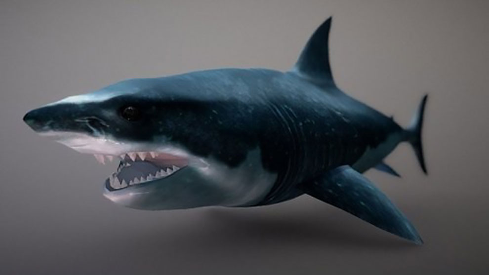 مدل سه بعدی کوسه Shark