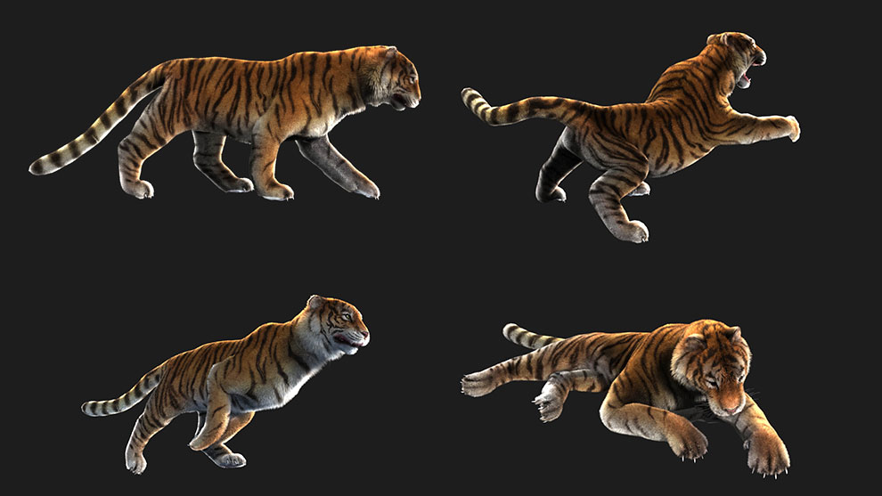 مدل سه بعدی ببر Rigged Tiger Wild Cat