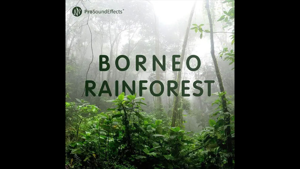 مجموعه افکت صوتی جنگل Borneo Rainforest