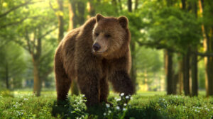 مدل سه بعدی خرس قهوه ای ماده Female Brown Bear
