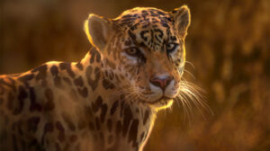 مدل سه بعدی جگوار Jaguar Panthera Onca