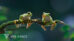 مدل سه بعدی قورباغه درختی Tree Frog Animated
