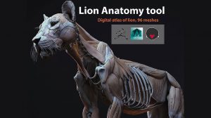 مدل سه بعدی آناتومی شیر Lion Anatomy