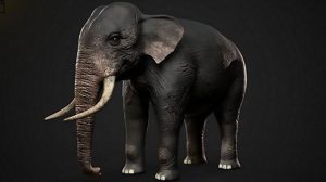 مدل سه بعدی فیل هندی Indian Elephant